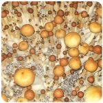 Псилоцибиновые (галлюциногенные) грибы в Киржаче Psilocybin "Golden Teacher" Псилоцибиновые (галлюциногенные) грибы в Киржаче Psilocybin "Golden Teacher"