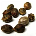 Семена марихуаны АК-47 (Seeds AK-47) в Киржаче Семена марихуаны АК-47 (Seeds AK-47) в Киржаче